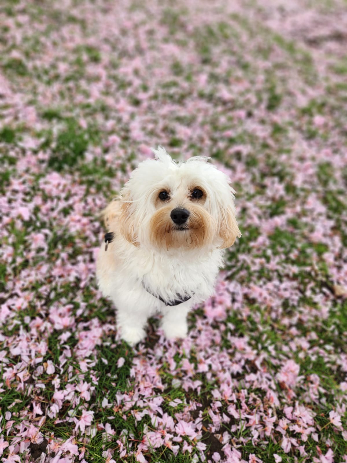 photo of Coffee, my dog